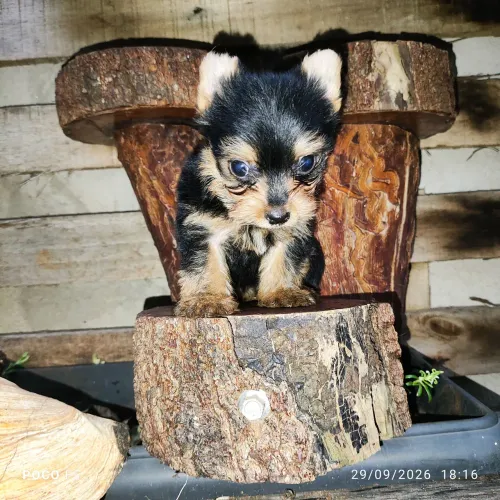 Yorkshire terrier