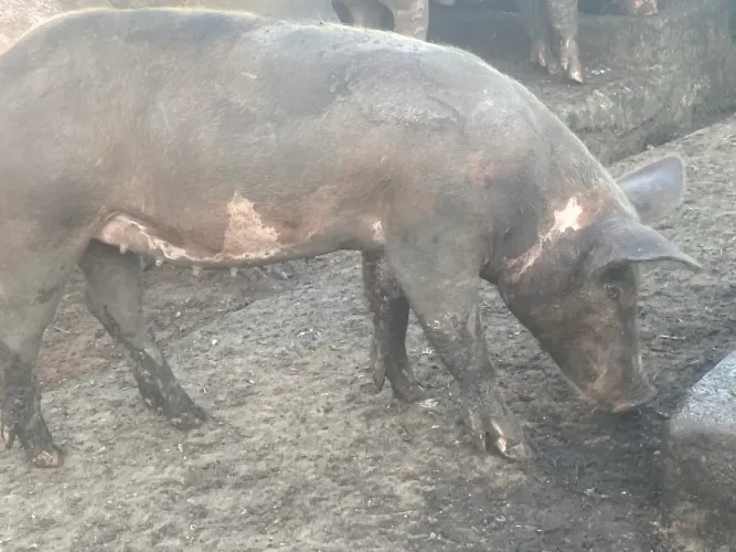Suíno pietrain,porco ,matriz 