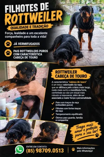 Filhotes de Rottweiler 