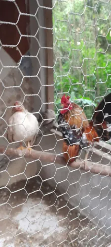 Galo serama