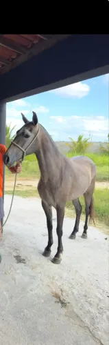 Vendo égua mangalarga de picado