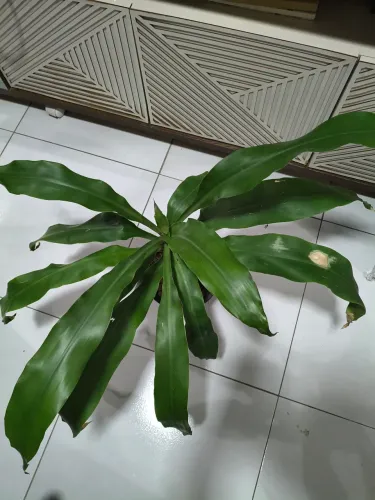 Planta Dracena Pau d'água Grande Verde