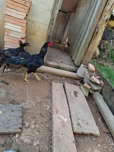 GALO E GALINHAS ÍNDIOS 