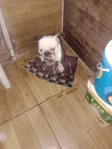 vendo uma fêmea de Bulldog inglês *