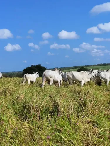 fazenda com 103 hectares próximo a Jundiaí em Macaíba