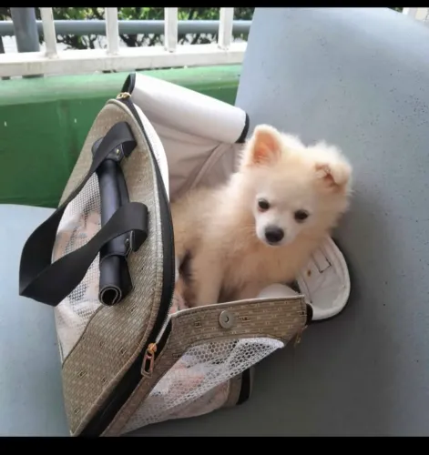 Bolsa pet
