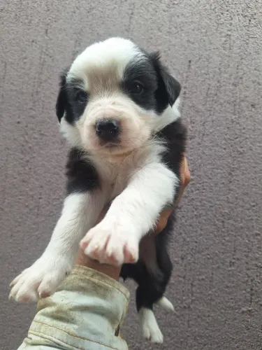 Border Collie Filhotes