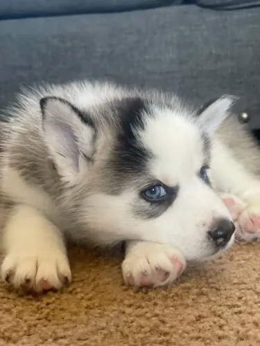 Husky Siberiano - Amor Que Alegra O Coração