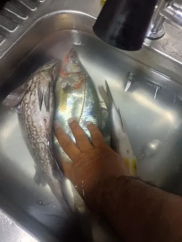 Não sou chefe de cozinha, mas cozinho muito bem, e quero fazer o seu almoço ou jantar,.