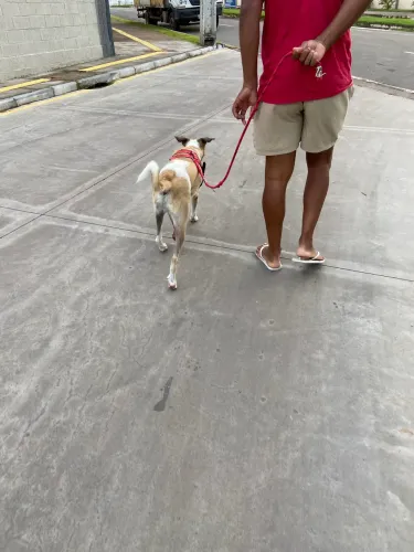 Cachorro para doação 