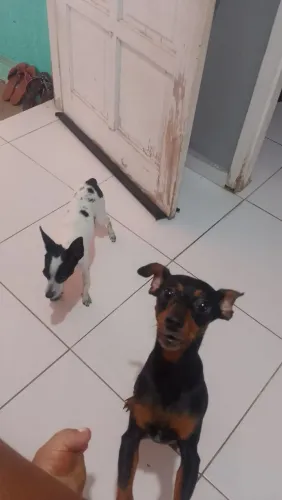 Filhote de pinscher tamanho 1