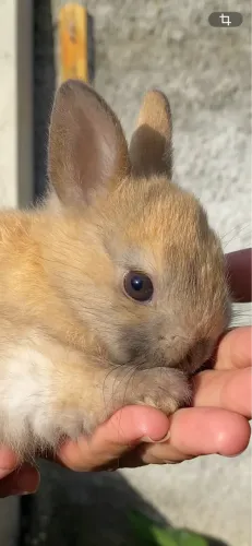Mini Coelho Filhote - Aceito cartão