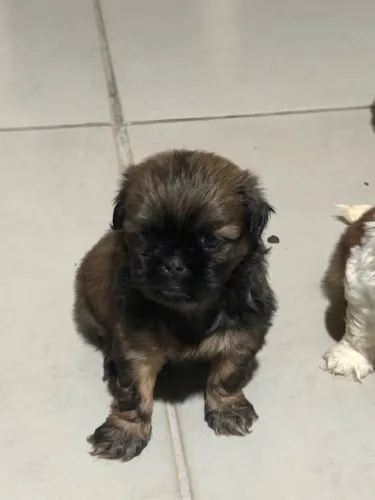 Shih tzu