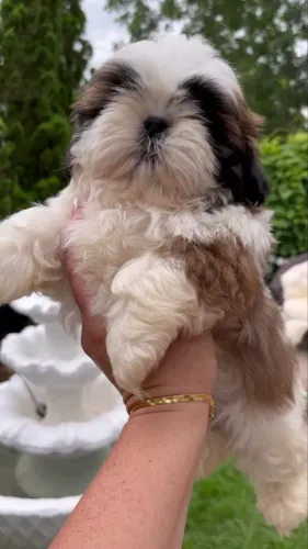 Shih tzu macho e fêmea puros - excelente linhagem