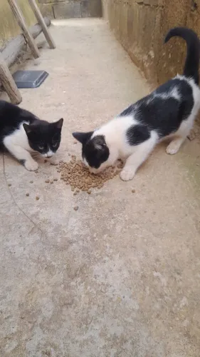 Doa se gatinhos