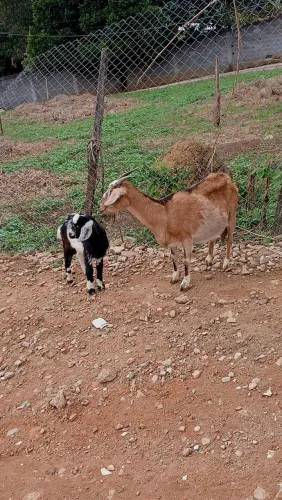 Cabrito bode e cabra