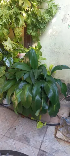 Plantas 