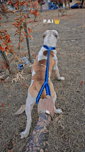 Filhotes de pitbul disponível pra venda 400 reais