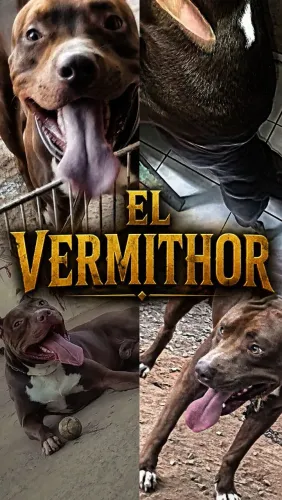 FILHOTE DE PIT MONSTER DISPONÍVEIS PARA RESERVA