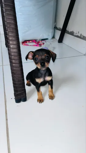 Cachorro da raça pinche 