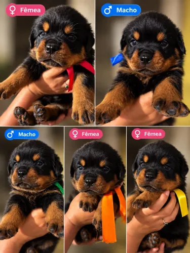 Filhotes de Rottweiler a venda
