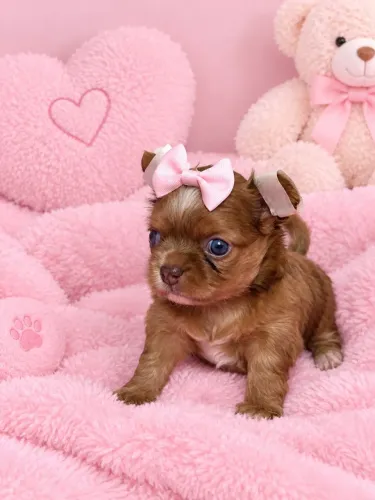 Chihuahua. Uma princesa de quatro patas e bem.peludinha!