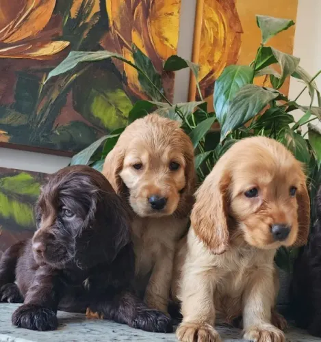 Carinhosos Filhotes de Cocker com Pedigree!!