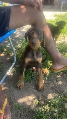 Vendo