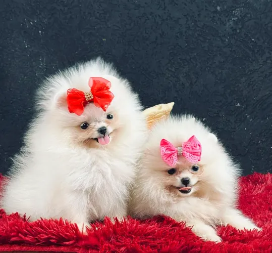 SPITZ ALEMÃO ANÃO ( LULU DA POMERÂNIA)!!!