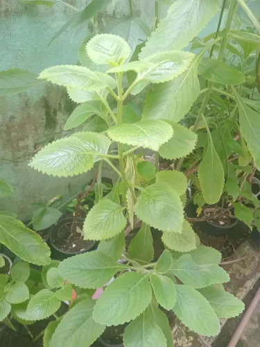 Plantas para culinária e medicinal