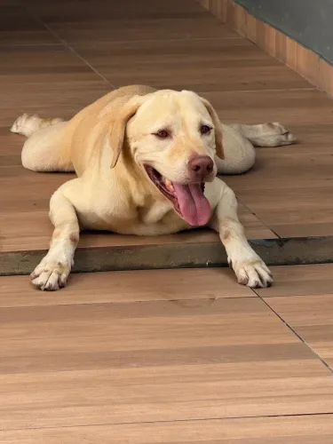 Labrador puro para doação