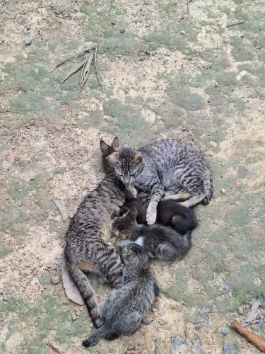 Gato