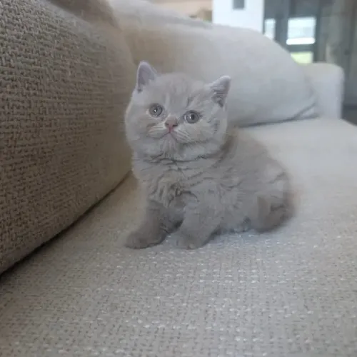 British Shorthar