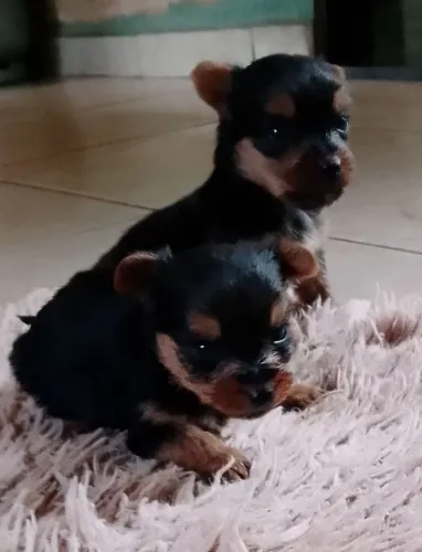 Vende-se um casal de York