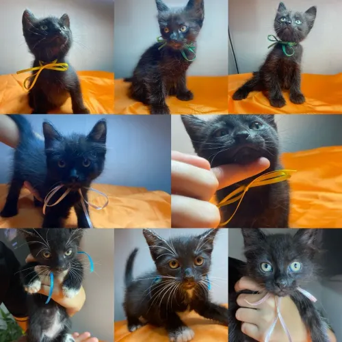 Doação de gatos para adoção consciente.