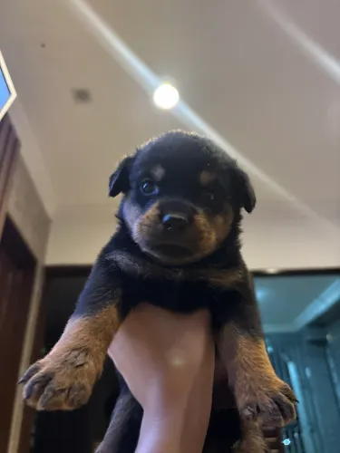 Filhotes de Rottweiler