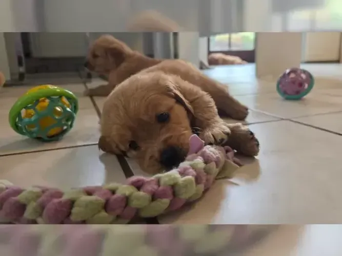 Neném dócil e brincalhão Golden Retriever
