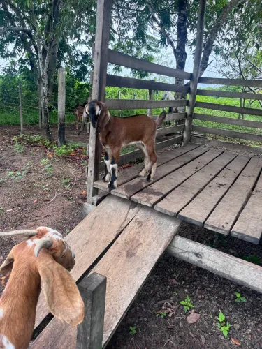 Vende-se cabrito