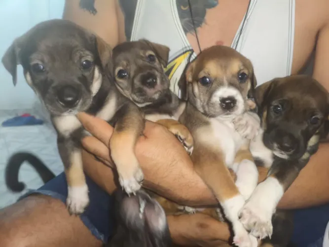 Doação de cachorro