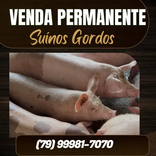 Venda permanente porco suíno gordo