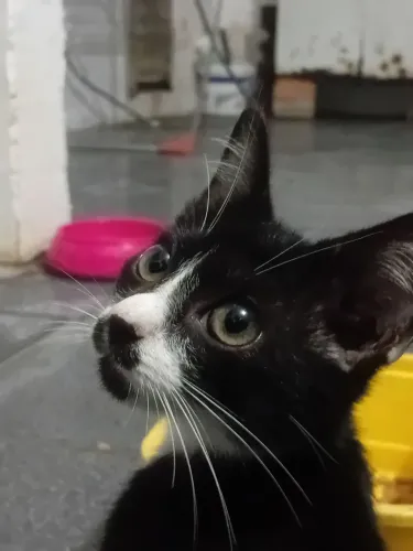 Doação de Gatinha Filhote