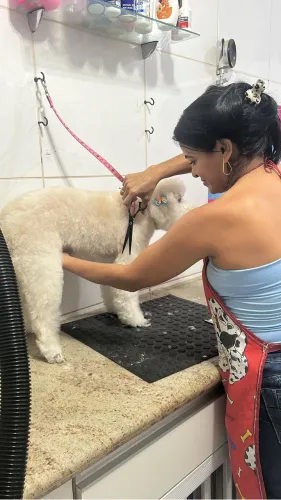 Curso banho e tosa