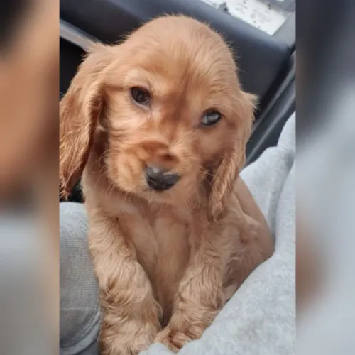 Filhote de Cocker Spaniel Inglês