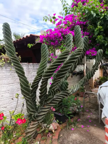 Cacto espiral gigante para jardim (Parafuso)