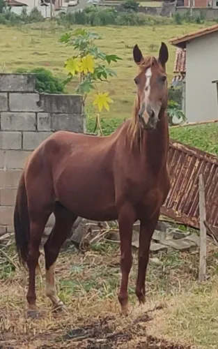 Cavalo Paulista de confiança 