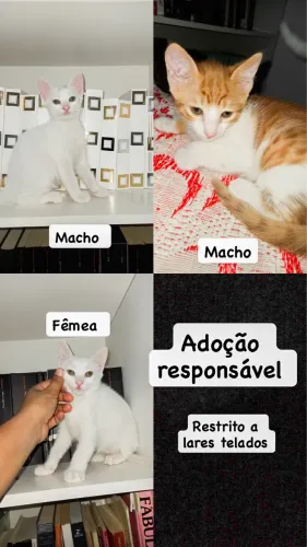 Gatinhos para Adoção responsável 