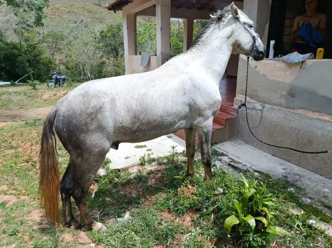 Vendo cavalo marcha picada registrado