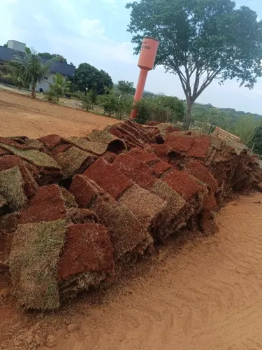 GRAMAS JA PLANTADAS EM UBERLANDIA E REGIAO
