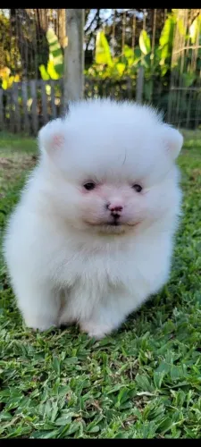 Lulu da pomerania macho