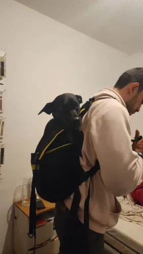 Mochila para transporte de cachorro - Como novo - Yellow Pet M - Bike ou moto